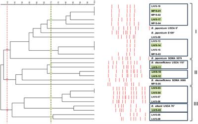 Quality control of Bradyrhizobium inoculant strains: detection of nosZ and correlation of symbiotic efficiency with soybean leaf chlorophyll levels